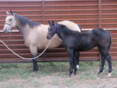 2017 Foal Whiskey Up Shenzi JW